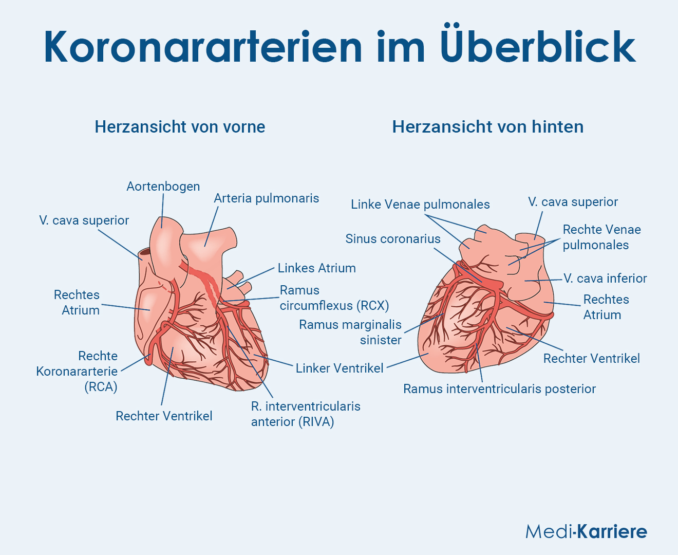 HerzkranzgefÃ¤Ãe Grafik